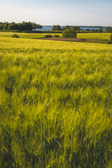 Mazury w słoneczny dzień. Mazurski krajobraz. © Katarzyna