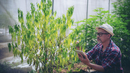 Farmers inspect cannabis plants for fungal diseases. Indoor cannabis plants with health problems such as thrips or micronutrient deficiencies reflected in leaf spots.