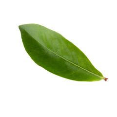 Green leaf isolated on a transparent background.