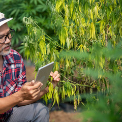 cannabis research A smart male farmer inspects and researches marijuana plants in a greenhouse. Dying marijuana plant close up