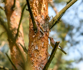 Sójka siedząca na drzewie w lesie patrzy w obiektyw aparatu 