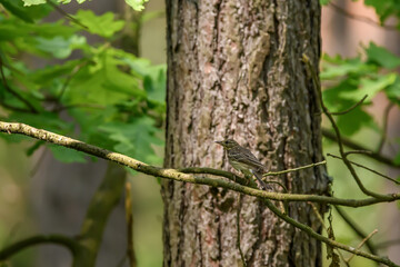 Świergotek drzewny, mały ptaszek siedzący na gałęzi drzewa w lesie