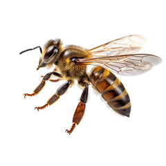 Honey Bee Flying Isolated Transparent, Generative AI