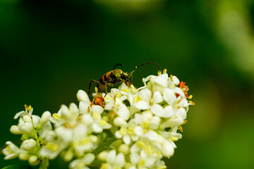 Beetle on the flower
