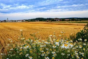 Harvested Field with Blue Sky and Chamomile Flowers in the Foreground in Bad Friedrichshall, Germany