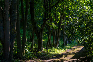 Serene Tree-lined Avenue with Dappled Sunlight on the Path in Germany