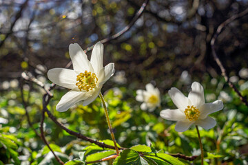 Białe wczesno wiosenne kwiety w pełnym słońcu. Zdjęcie makro.
