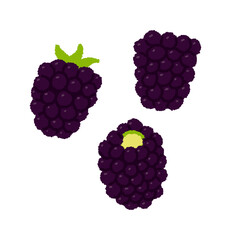 ブラックベリーの手書きベクターイラスト