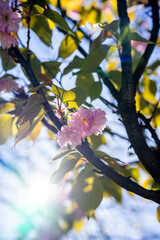Widok na piękne różowe kwiaty w pełnym słońcu w parku nowohuckim w Krakowie. - obrazy, fototapety, plakaty