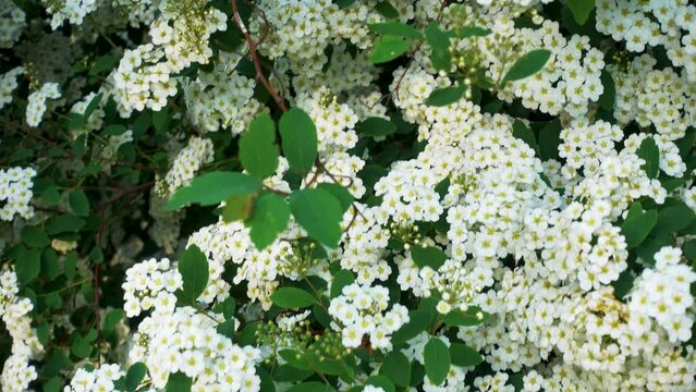 Blooming spirea bush in the garden. Flowering spirea in the spring in the park. Camera movement. The concept of parks, gardens, landscape design.