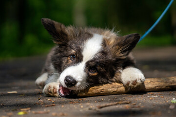 Wiosna w Parku Mogilskim w Krakowie - Polska.  Mały szczeniak psa Pembroke Welsh Corgi. © Roman Trojanowski