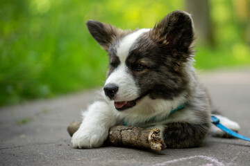 Wiosna w Parku Mogilskim w Krakowie - Polska.  Mały szczeniak psa Pembroke Welsh Corgi.