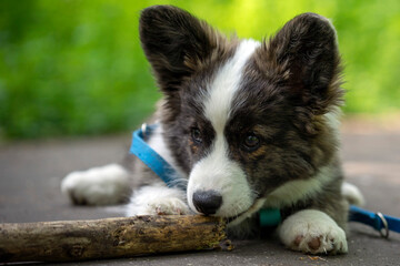 Wiosna w Parku Mogilskim w Krakowie - Polska.  Mały szczeniak psa Pembroke Welsh Corgi. © Roman Trojanowski