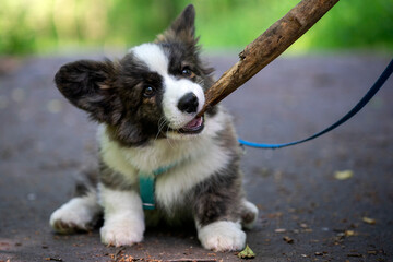 Wiosna w Parku Mogilskim w Krakowie - Polska.  Mały szczeniak psa Pembroke Welsh Corgi. © Roman Trojanowski
