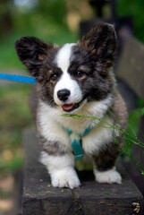 Wiosna w Parku Mogilskim w Krakowie - Polska.  Mały szczeniak psa Pembroke Welsh Corgi. © Roman Trojanowski