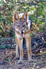 Obraz premium Schabrackenschakal