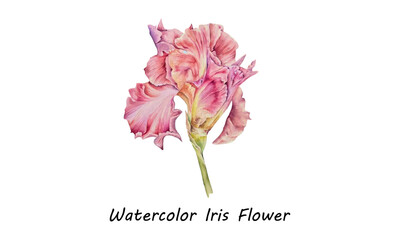 watercolor iris flower, Watercolor iris, vector illustration