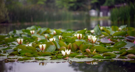 Wiosna w Parku Lotników Polskich koło Tauron Arena w Krakowie - Polska. Kaczeńce (lilie) pływające na wodzie w stawie.  © Roman Trojanowski