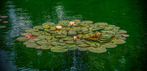 Wiosna w Parku Lotników Polskich koło Tauron Arena w Krakowie - Polska. Kaczeńce (lilie) pływające na wodzie w stawie.  © Roman Trojanowski