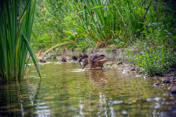 Wiosna w Parku Lotników Polskich koło Tauron Arena w Krakowie - Polska. Wiosna w Parku Lotników Polskich koło Tauron Arena w Krakowie - Polska. Kaczka z młodymi kaczuszkami.