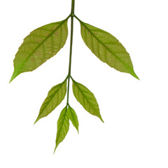 Green tree branch isolated on white background