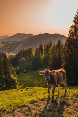 cow in the Swiss mountains