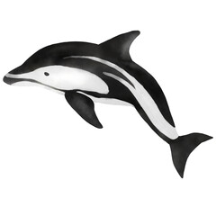 Dolphin3