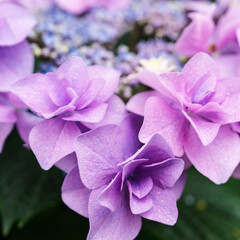 紫陽花