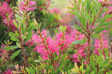 Pink flowers in the garden