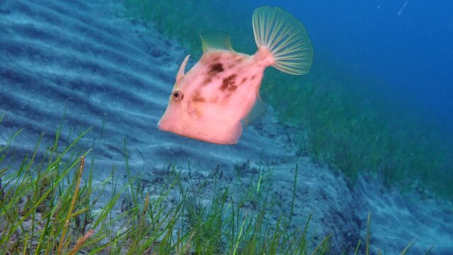Filefish in the Canary Islands