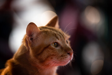 Close-up portrait of a orange kitten with big yellow eyes with cat neck strap.Portrait of a fat tabby cat with brown furs with leash. Lying at the ground..Pets and lifestyle concept. Lovely fluffy cat