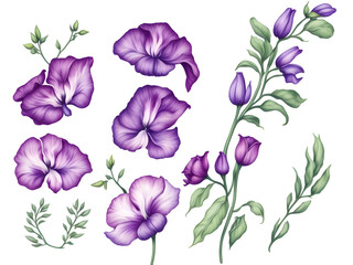 Fototapeta na wymiar set of watercolor sweet pea flower elements on transparent background,generative ai