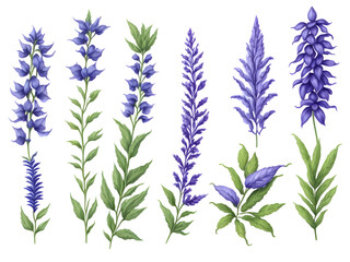 set of watercolor Rosmarinus or salvia flower  elements on transparent background,generative ai