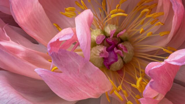 Beautiful pink Peony flower background. Wedding backdrop, Valentine's Day concept. Mother's day, Holiday, Love, birthday
