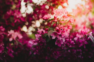 pink flowers