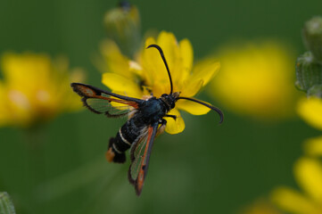 Pyropteron chrysidiformis - Fiery Clearwing - Sésie de l'Oseille