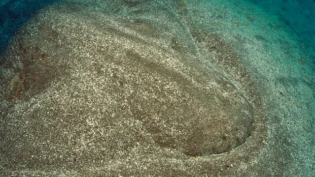 Angel shark camouflaged in the sand