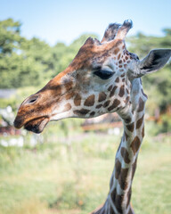 Giraffe head close-up shot sticking out its tongue.