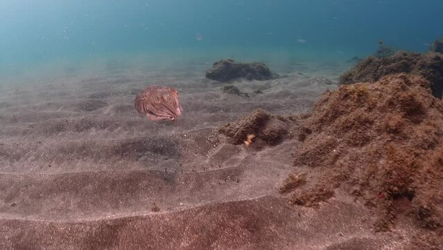 Close up with Cuttle fish in the Atlantic Ocean