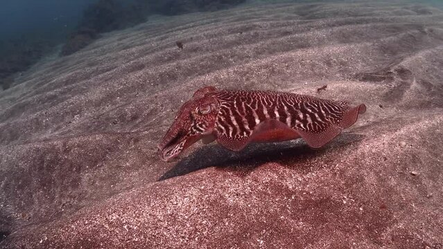 Close up with Cuttle fish in the Atlantic Ocean