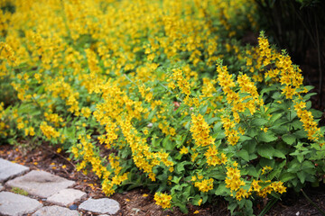 Flowers outdoors in sunny spring symbolize beauty, growth, renewal, vibrancy, joy, and the arrival of a new season