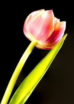 FlowerPower