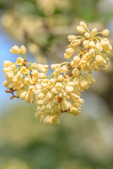 Close-up shot of osmanthus flowers blooming on the tree