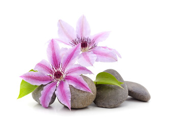 Fototapeta na wymiar Purple clematis with stones.