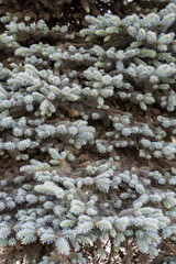 background of blue spruce branches