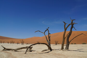 Fototapeta na wymiar ナミブ砂漠 デッドフレイ