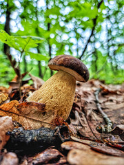 Boletus mushrooms in the forest