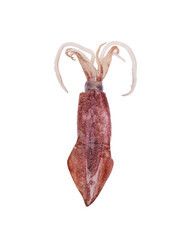 Fresh squid, raw natural seafood isolated on background - clipping path