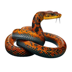 Fototapeta premium viper snake looking isolated on white