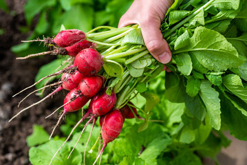 In the hands of a bunch of fresh radishes, just picked from the garden - obrazy, fototapety, plakaty